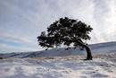 06-1459 Juniper Tree (Juniperus communis) in Winter.  Bracken Rigg, Upper Teesdale, County Durham